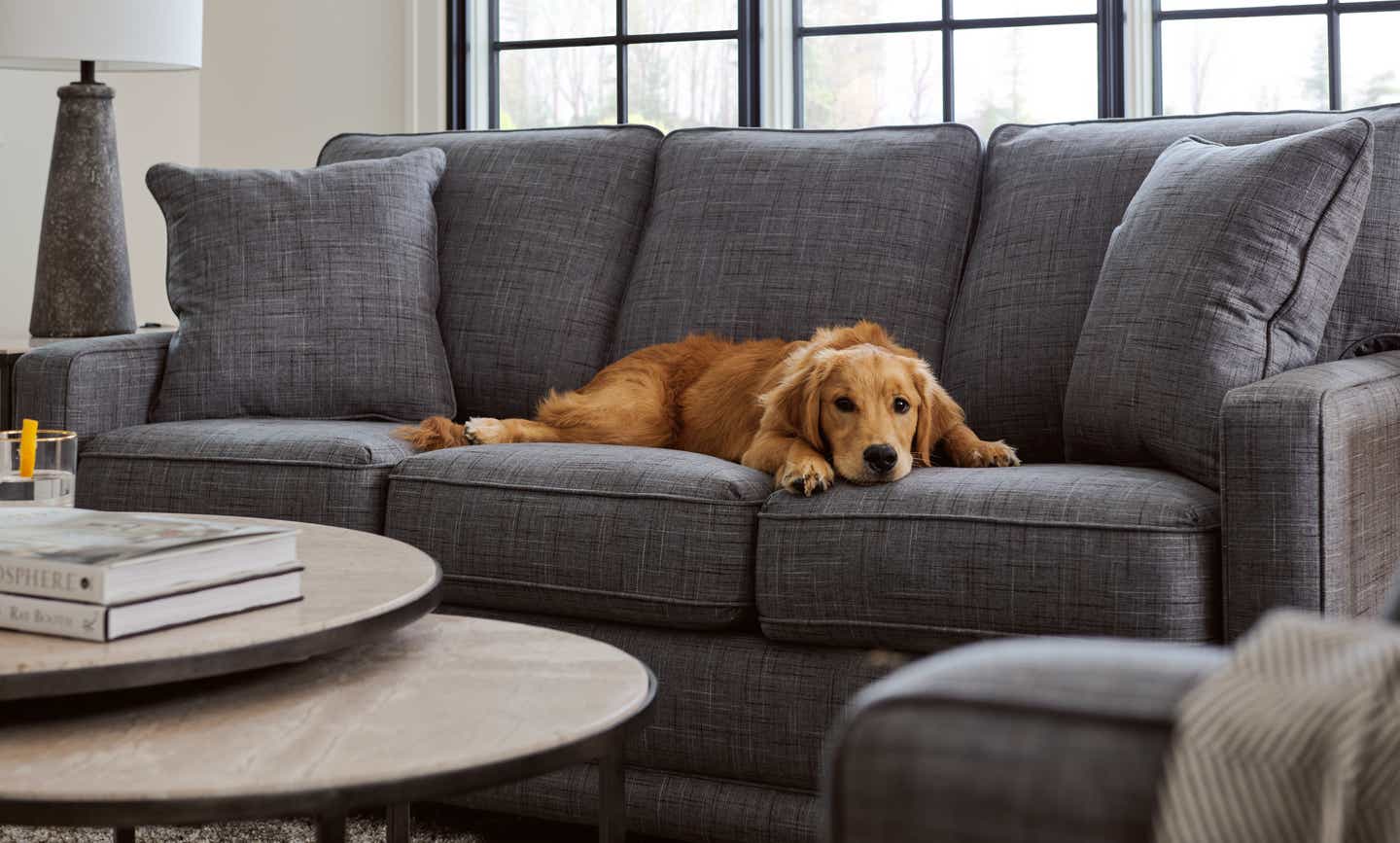 Dog lying on sofa